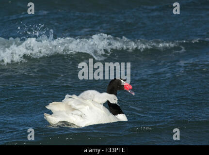 Schwarz-necked Schwan (Cygnus Melancoryphus) mit Cygnets Patagonien Chile Stockfoto