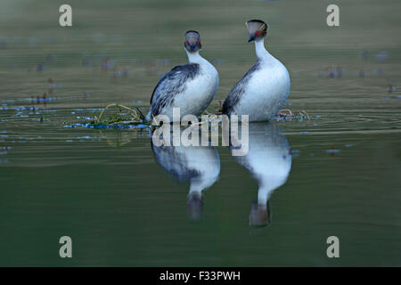 Silbrig Haubentaucher Podiceps Occipitalis tanzen paar in Balz Laguna Azul, Torres del Paine NP Chile Patagona Stockfoto