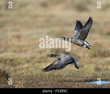 Brent Gänse Branta Bernicla auf Salzwiesen North Norfolk winter Stockfoto