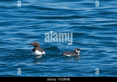 (Common Murre) Guillemot Uria Aalge Erwachsener mit Küken auf See vor Farne Islands Northumberland Juli Stockfoto