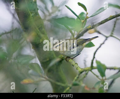 Gelb-browed Warbler Phylloscopus Inornatus Kelling Wasser Wiesen hinunter Meadow Lane Norfolk September Stockfoto