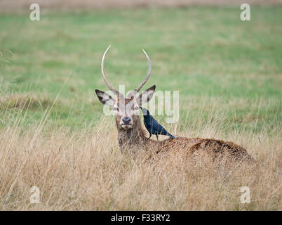 Rothirsch (Cervus Elaphus) Jungen Hirsch mit damit verbundenen Dohlen, die auf der Suche nach Zecken Richmond Park in London Stockfoto