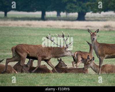 Rothirsch (Cervus Elaphus) Hirsch prüfen, ob weibliche ist empfänglich für die Paarung während der Brunft, Richmond Park in London September Stockfoto