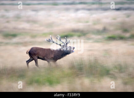 Rothirsch (Cervus Elaphus) Hirsch brüllen während der Brunft, Richmond Park in London September Stockfoto