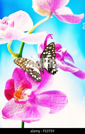 Schöne Schmetterling sitzt auf einer Orchidee Blume Stockfoto