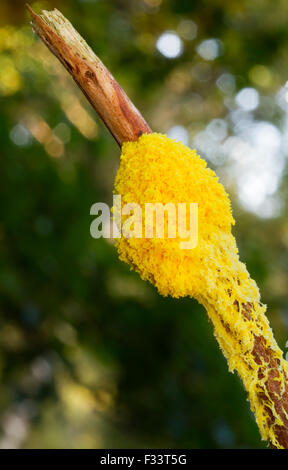 Rührei, Ei Schleim oder Blumen von tan (Scrambled Egg schlank), eine Art von Plasmodial Schleim Schimmel, auf einem Ast einer toten Kiefer Stockfoto