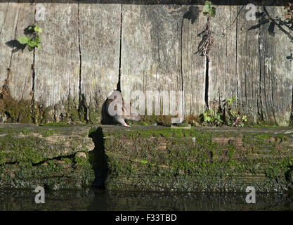 Braune Ratte Rattus Norvegicus Thetford Norfolk Stockfoto
