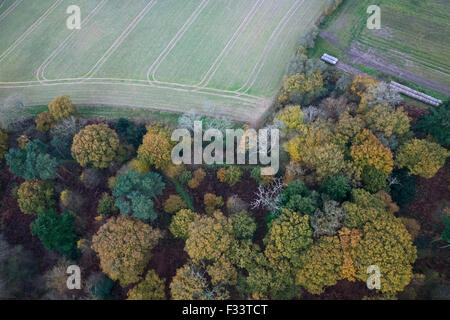 Herbstfärbung, Thursford Holz Norfolk Wildlife Trust Reserve North Norfolk.  Thursford ist eine uralte Wald mit einigen Eichen tho Stockfoto