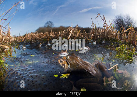 Gemeinsamen Frösche Rana Temporaria und Laich im Teich West Runton North Norfolk März Stockfoto