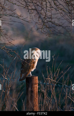 Schleiereule Tyto Alba Jagd North Norfolk Stockfoto