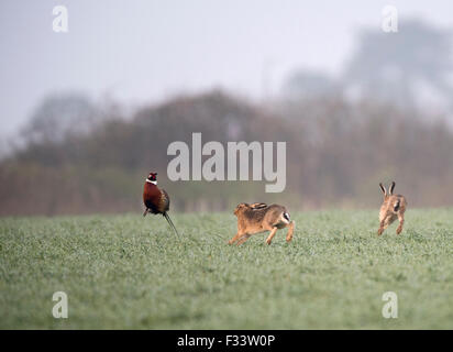 Brauner Hase Lepus Europaeus erschreckend Fasan auf Weizen Feld Holt Norfolk Frühling Stockfoto