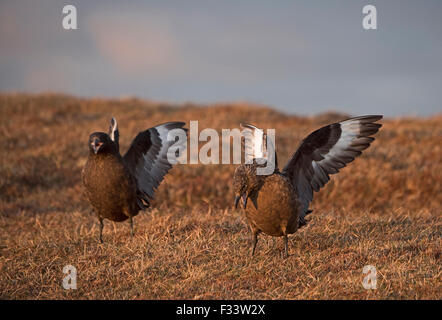 Great Skuas Stercorarius Skua paar in Balz anzeigen Hermaness Unst Shetland Schottland April Stockfoto