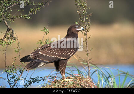 Größere Spotted Eagle Aquila Clanga unreifen Indien März Stockfoto