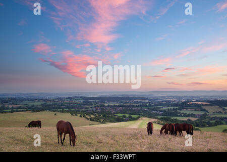 Pferde auf Bulbarrow Hügel an der Dämmerung, Dorset, England, UK Stockfoto