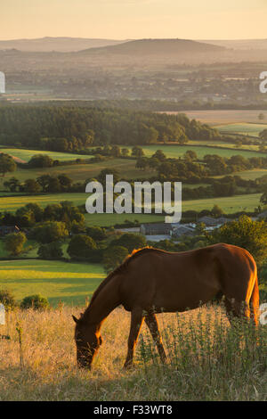 Pferde auf Bulbarrow Hügel an der Dämmerung, Dorset, England, UK Stockfoto