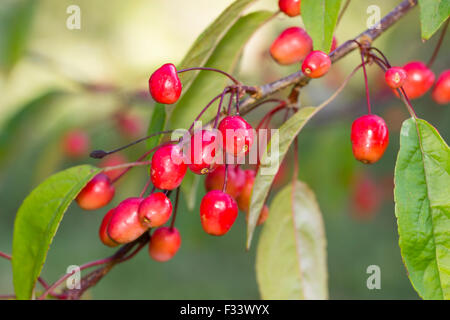 Herbstliche Früchte des Baumes Crab Apple, Malus "Indian Magic" Stockfoto