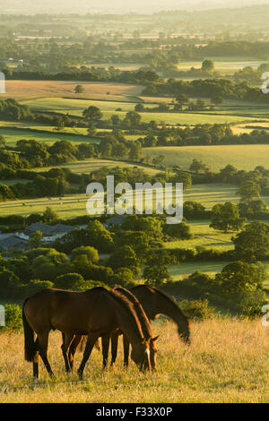 Pferde auf Bulbarrow Hügel an der Dämmerung, Dorset, England, UK Stockfoto