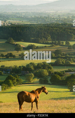 Pferde auf Bulbarrow Hügel an der Dämmerung, Dorset, England, UK Stockfoto