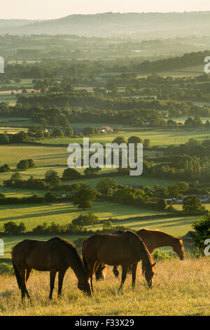 Pferde auf Bulbarrow Hügel an der Dämmerung, Dorset, England, UK Stockfoto