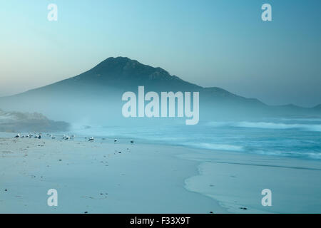 Kormorane und Möwen am Platboom Strand und das Kap der guten Hoffnung, Cape Point, Südafrika Stockfoto