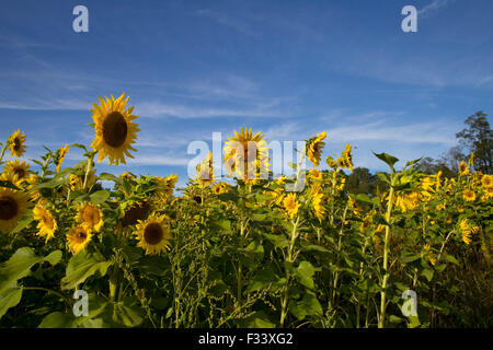 Sonnenblumenfeld in Upstate New York Stockfoto