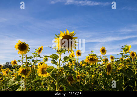 Sonnenblumenfeld in Upstate New York Stockfoto