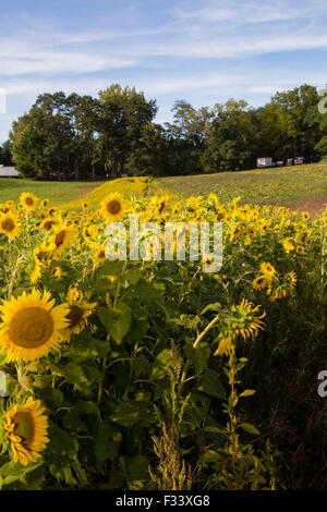 Sonnenblumenfeld in Upstate New York Stockfoto