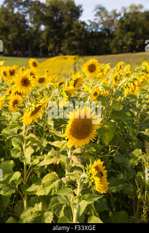 Sonnenblumenfeld in Upstate New York Stockfoto