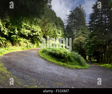 Haarnadel biegen Land Berg Wald Straße Haarnadel Stockfoto