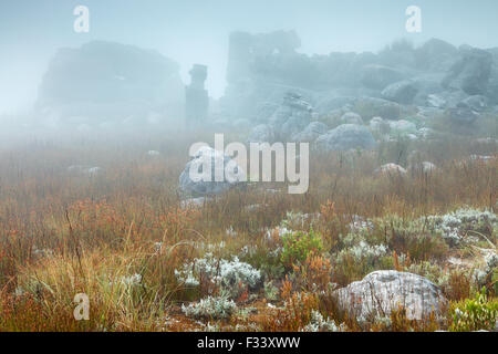 Felsen und Vegetation im Nebel bei Dämmerung, Hottentots Holland Mountains, Western Cape, South Africa Stockfoto