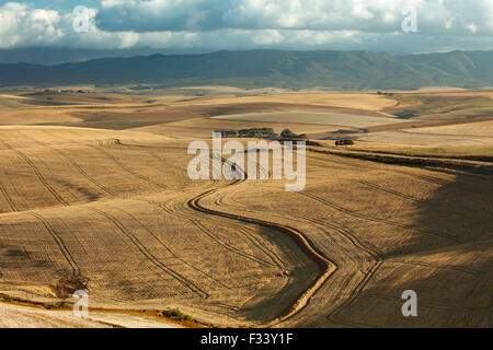 hügelige Ackerland in der Overberg Region in der Nähe von Villiersdorp, Western Cape, Südafrika Stockfoto