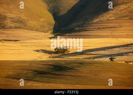 hügelige Ackerland in der Overberg Region in der Nähe von Villiersdorp, Western Cap, Südafrika Stockfoto