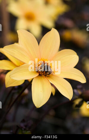 Hummel auf Dahlia "Bischof von York". Stockfoto