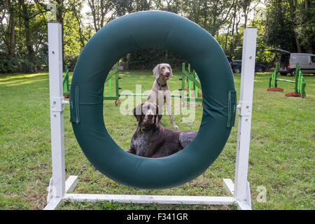 Ein Weimaraner und Deutscher Kurzhaariger Vorstehhund an einem Agility Training Lernabschnitt mit Reifen Hindernis im Vordergrund. Stockfoto