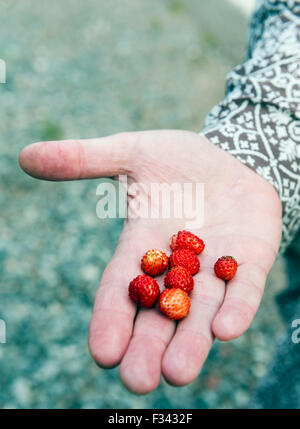 Wilde Erdbeeren Stockfoto