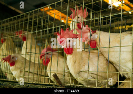 weiße Hühner-Farm in Zellteile Stockfoto