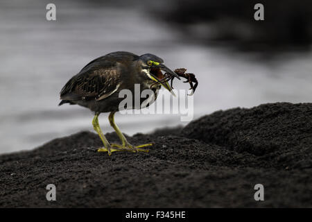 Gekerbten Heron (Butorides Striatus) Essen eine Sally Lightfoot Krabbe auf Fernandina Insel, Galapagos-Inseln, Ecuador. Stockfoto