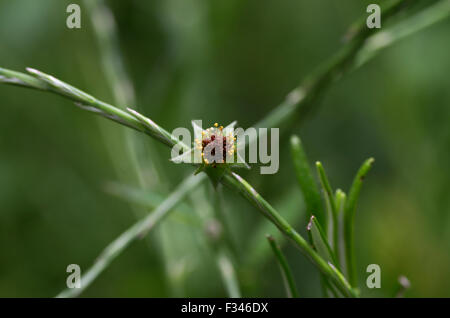Einzelne Knospe aus einer gelben Johanniskraut Johanniskraut Blume, aka gemeinsame oder Perforieren St-Johanniskraut, vor einem grünen Hintergrund Stockfoto