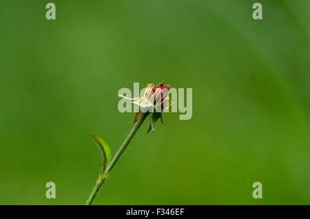 Einzelne Knospe aus einer gelben Johanniskraut Johanniskraut Blume, aka gemeinsame oder Perforieren St-Johanniskraut, vor einem grünen Hintergrund Stockfoto