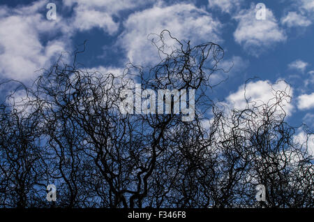 Blauer Himmel und geschwollenen Wolken hinter Silhouetten der Bäume Stockfoto