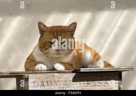 Fette Katze Ingwer thront auf einer Daumas Gassa Weingut Kiste im Sonnenlicht Stockfoto