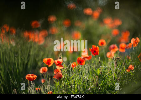 Mohn, Pays de Bergerac, Périgord, Dordogne, Aquitaine, Frankreich Stockfoto