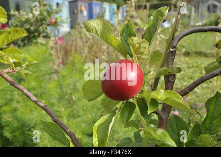 Apfel essen, Malus domestica Entdeckung Stockfoto