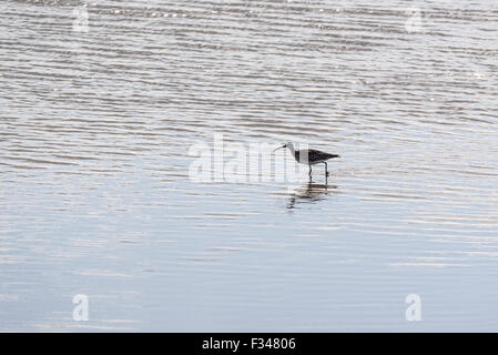 Ein Regenbrachvogel zu Fuß durchs Wasser wie die Flut erlischt an Leigh on Sea, Essex Stockfoto