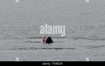 Gähnt ein Schwertwal (Orcinus Orca) an der Oberfläche der Icy Strait enthüllt, dass es tatsächlich ein Zahnwal Wal Southeast Alaska, A Stockfoto