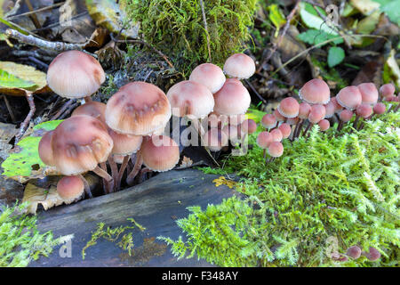 Pilze wachsen auf einem Baumstamm unter grünem Moos im pazifischen Nordwesten Wald im Herbst Saison Closeup Makro Stockfoto