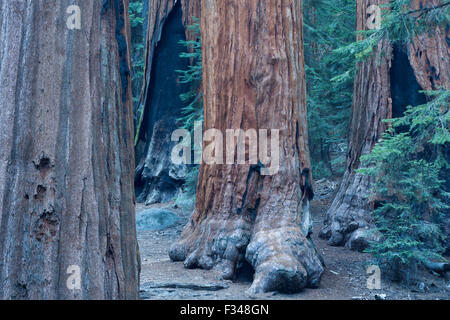gigantischen Sequoia Bäumen im Sequoia Nationalpark, Kalifornien, USA Stockfoto