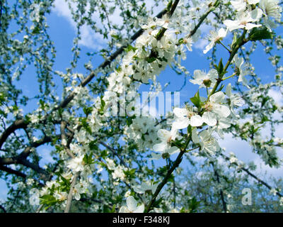 Frühling, Bäume schön blühende Zweige Stockfoto