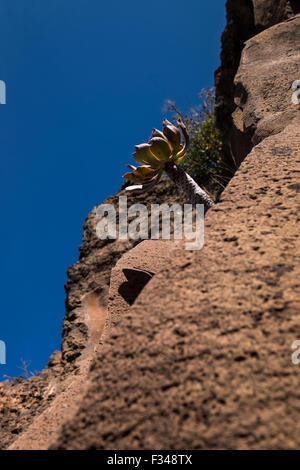 Basalt Felswand auf Klippen über Arguayo auf Teneriffa, mit Aeonium und andere einheimischen Pflanzen aus den Rissen in den Felsen wachsen. Stockfoto