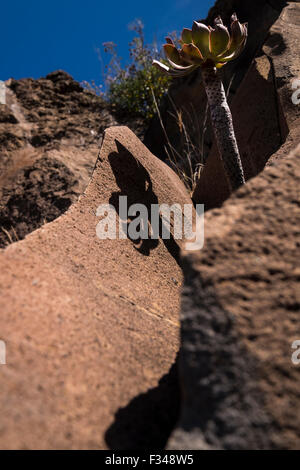 Basalt Felswand auf Klippen über Arguayo auf Teneriffa, mit Aeonium und andere einheimischen Pflanzen aus den Rissen in den Felsen wachsen. Stockfoto